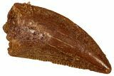 Serrated Raptor Tooth - Real Dinosaur Tooth #333385-1